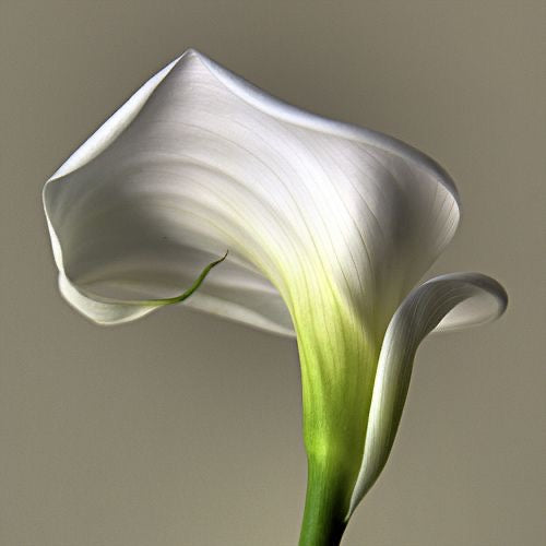 CALLA MULE