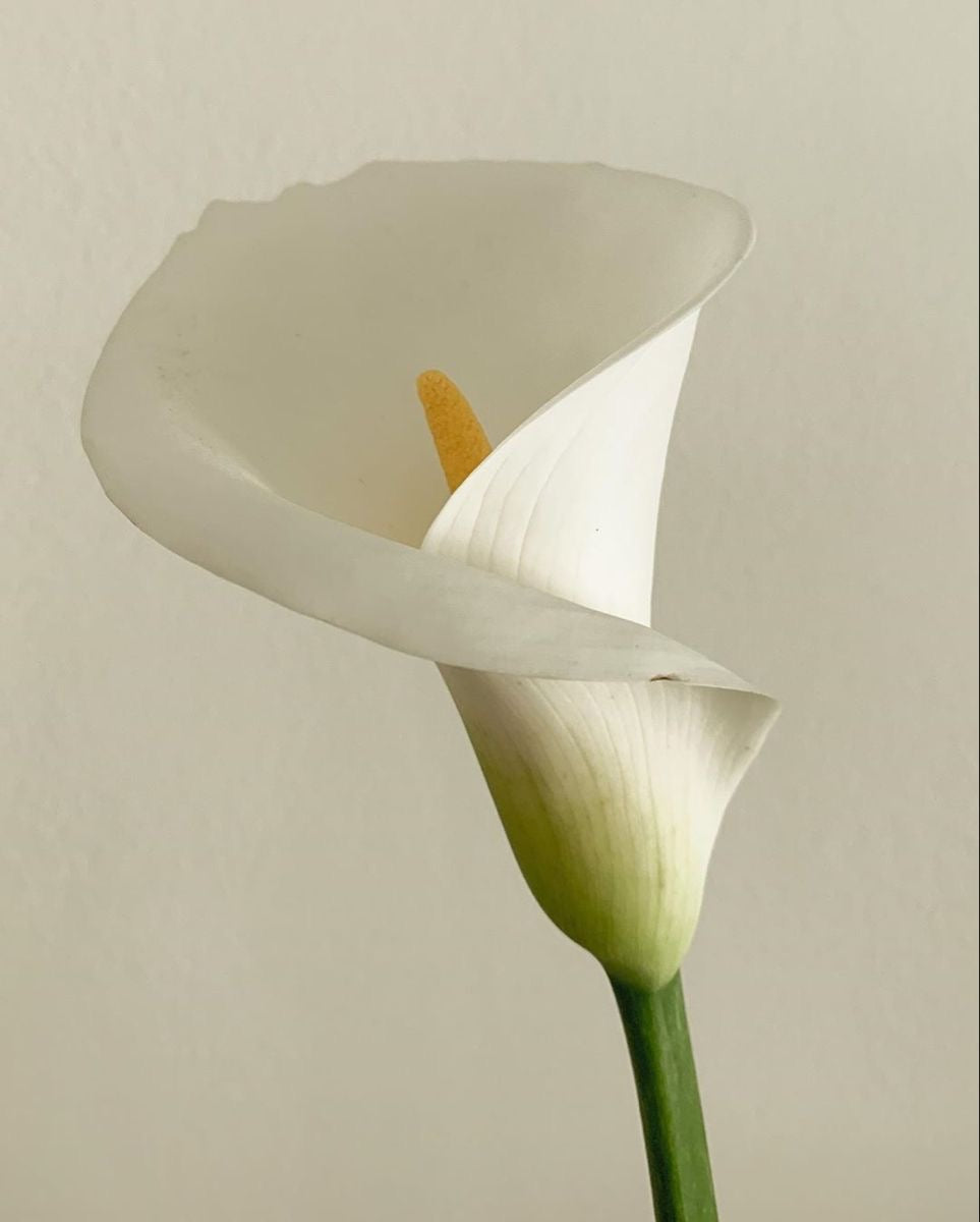 CALLA MULE